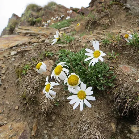 Jennys Huamatl