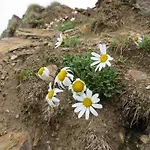 Jennys Huamatl